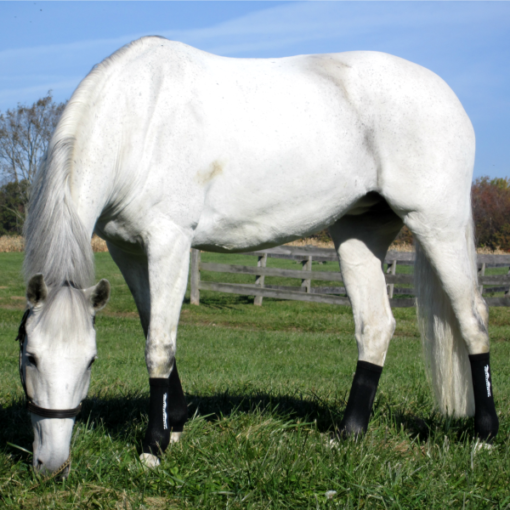 White horse with boots