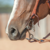 horse mouth guard