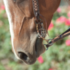 Classic Equine Sherry Cervi Diamond Short Shank Twisted Wire